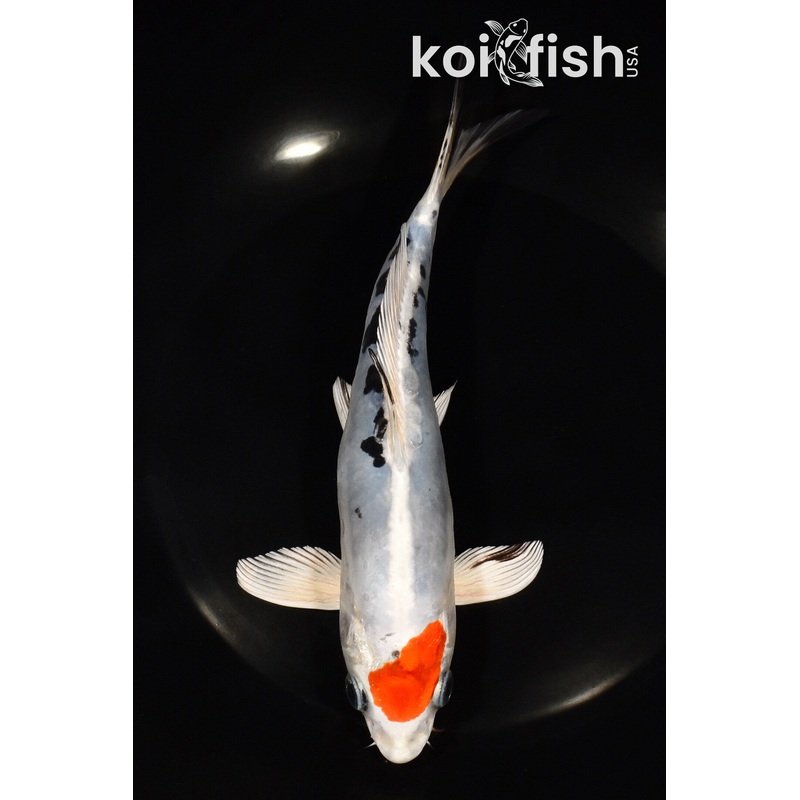7.5" TANCHO HEISEI NISHIKI