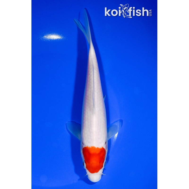 7.5" TANCHO KOHAKU