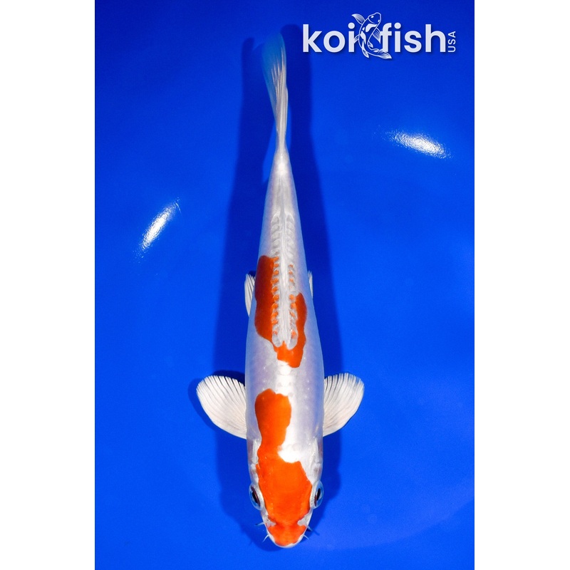 7.75" KIKUSUI