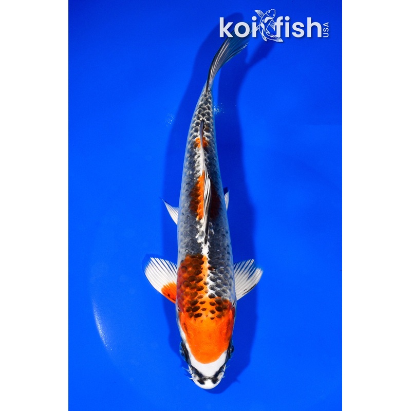 7.75" KUJAKU