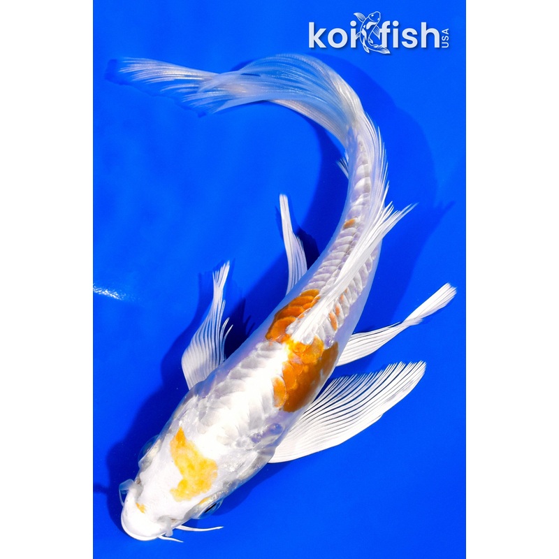 7" DOITSU HARIWAKE BUTTERFLY