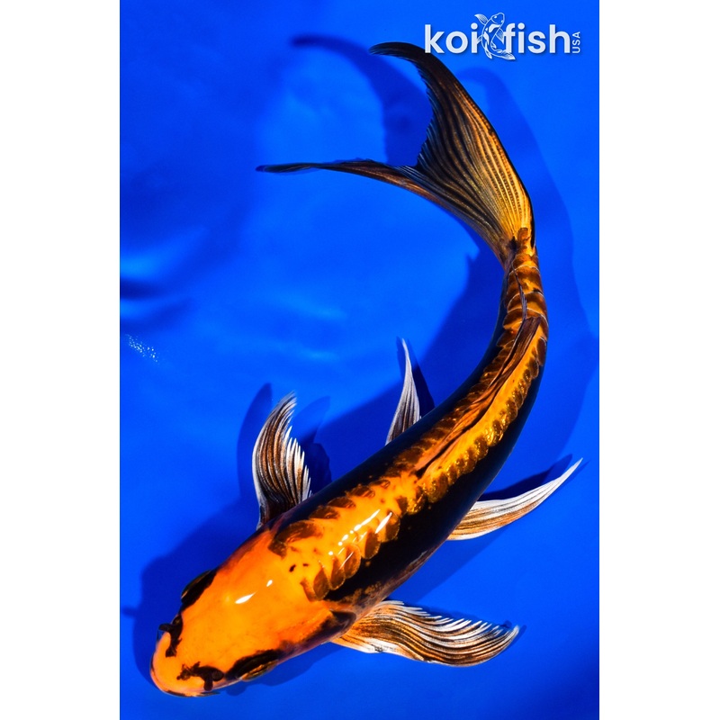 7" DOITSU ORENJI MATSUBA BUTTERFLY