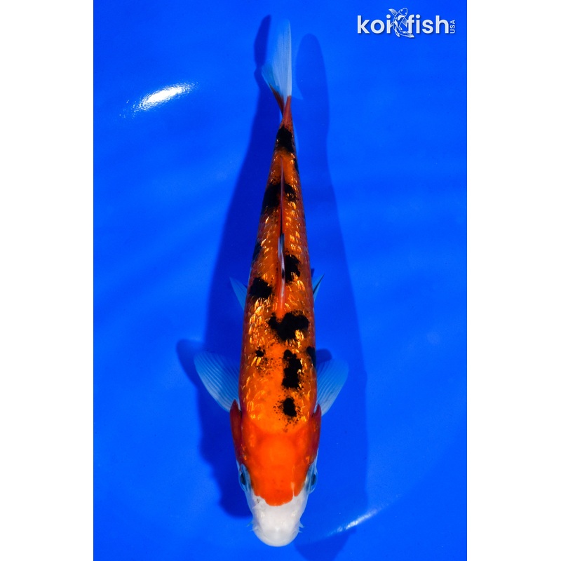 7" GINRIN AKA SANKE