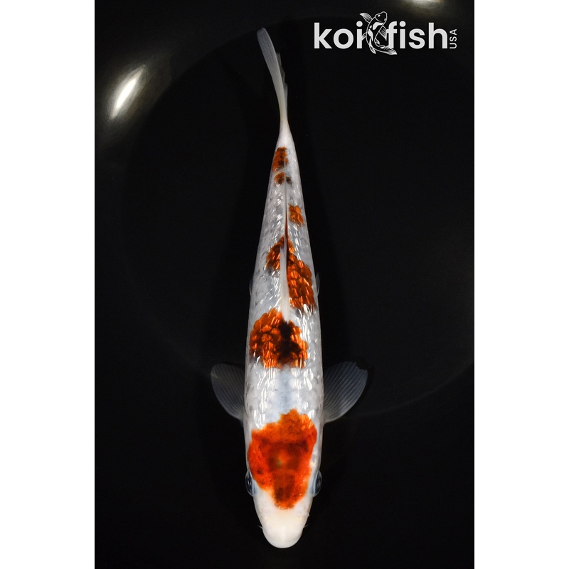 7" GOROMO