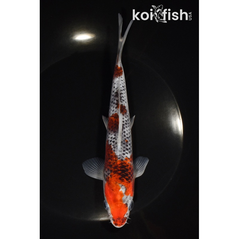 7" GOSHIKI