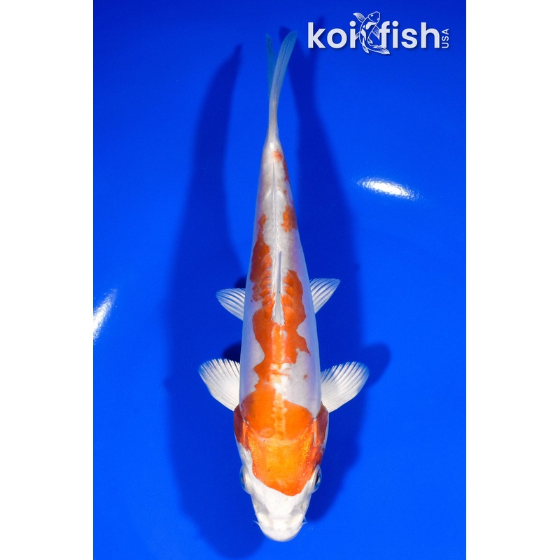 7" KIKUSUI