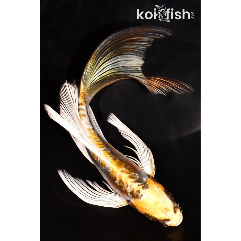 7" KIN KIKOKURYU BUTTERFLY