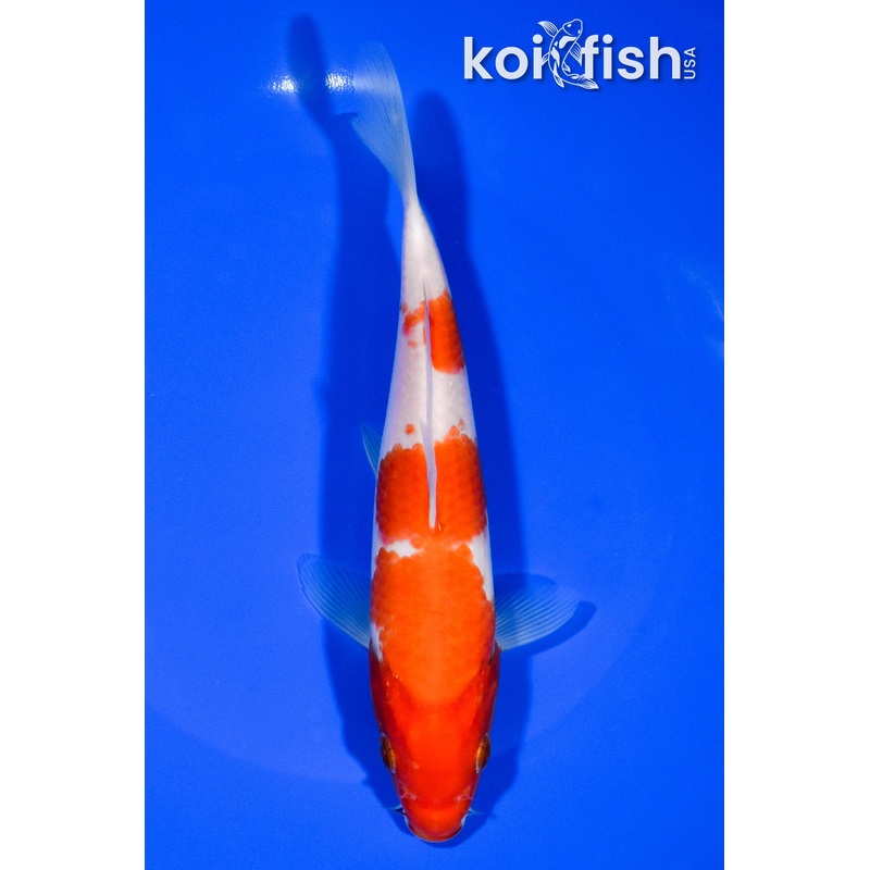 7" KOHAKU