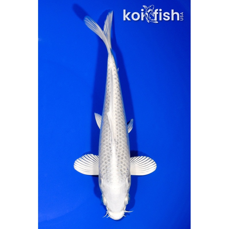 7" PLATINUM OGON