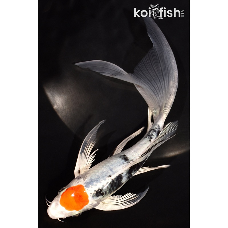7" TANCHO YAMATO NISHIKI BUTTERFLY