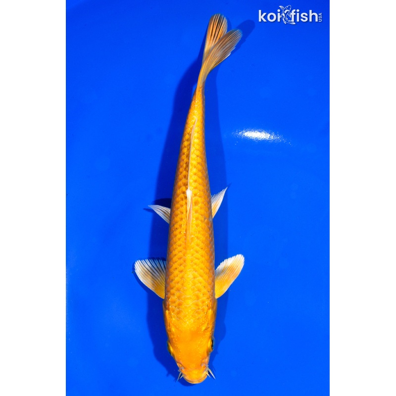 7" YAMABUKI OGON