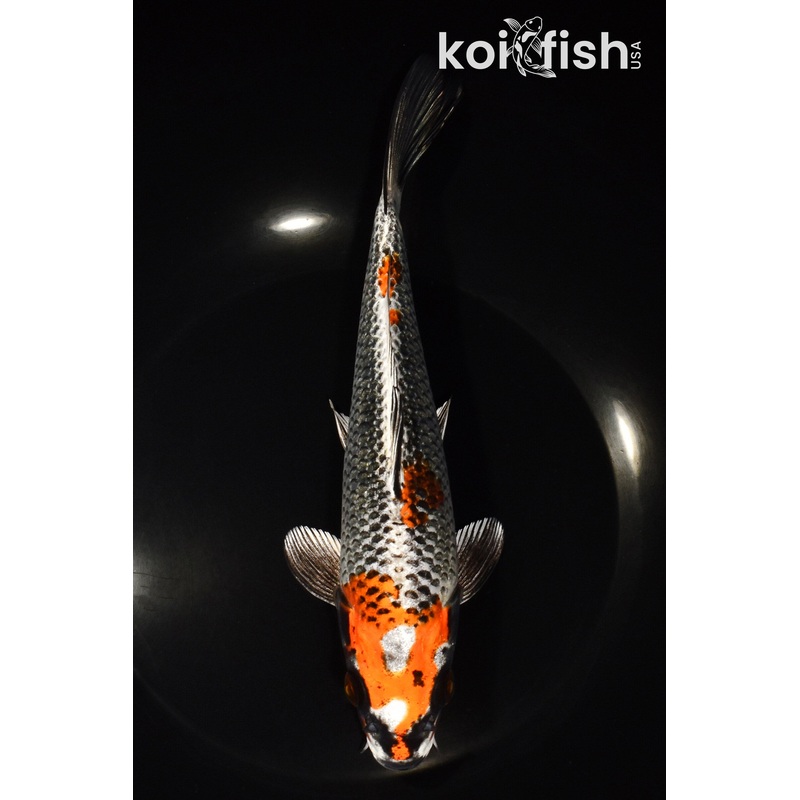8.25" BENI GINGA