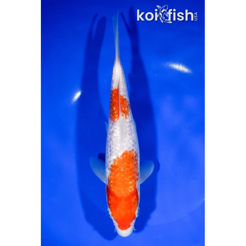 8.25" GINRIN NIDAN KOHAKU