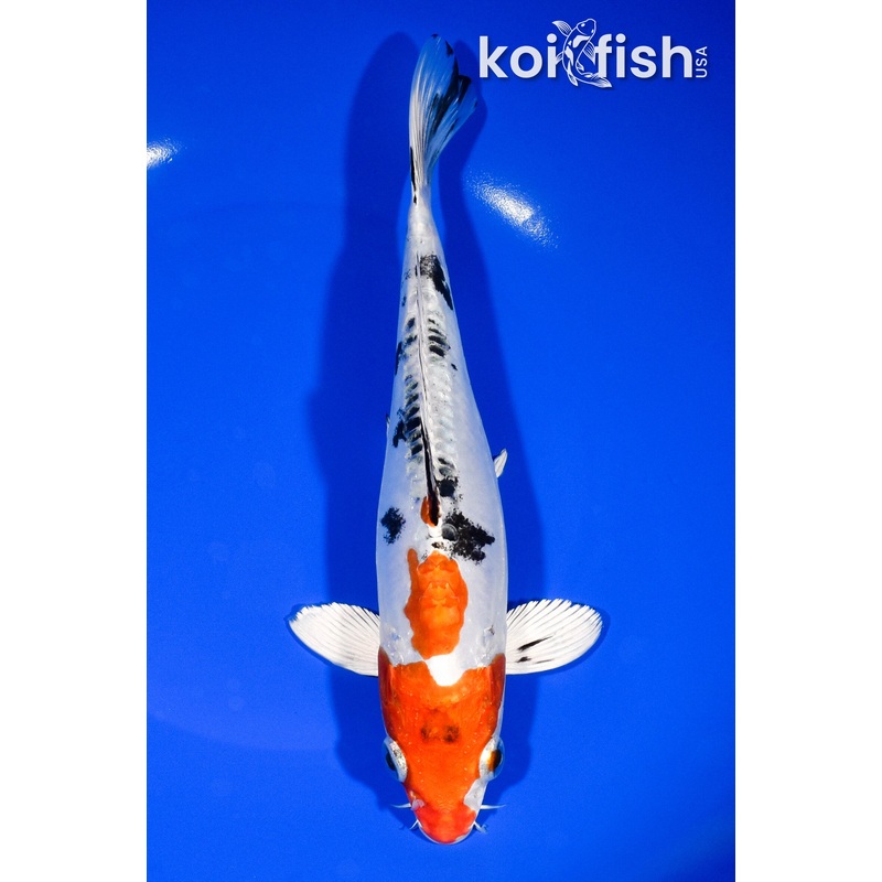 8.25" HEISEI NISHIKI
