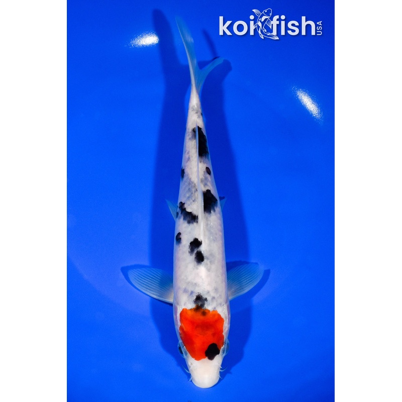 8.25" TANCHO SANKE