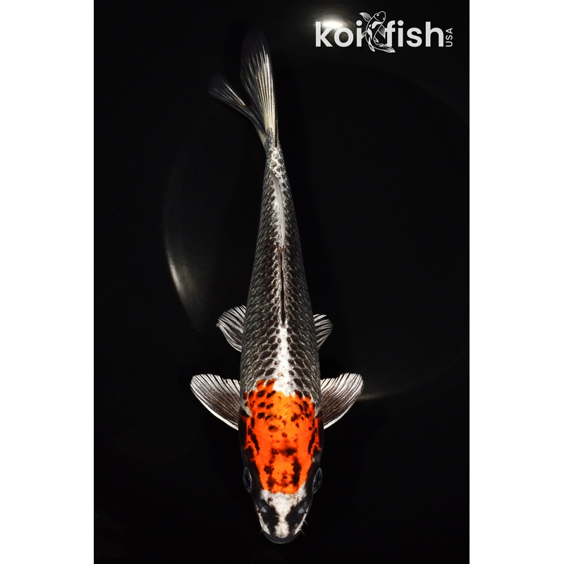 8.5" BENI GINGA
