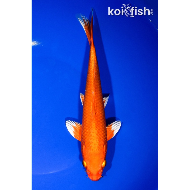 8.5" ORENJI OGON