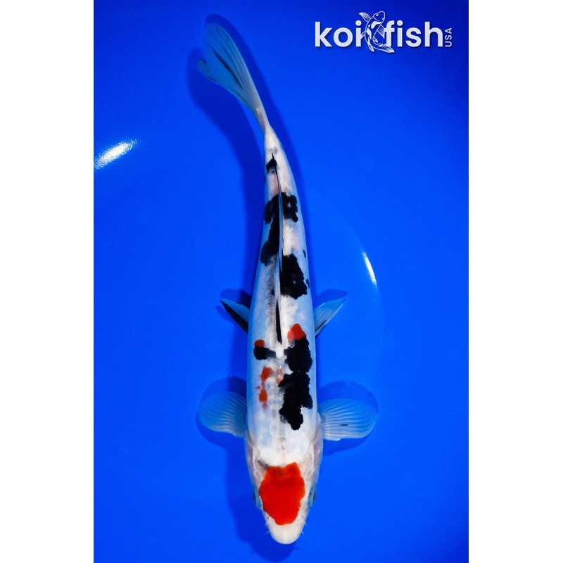8.75" DOITSU MARUTEN SANKE