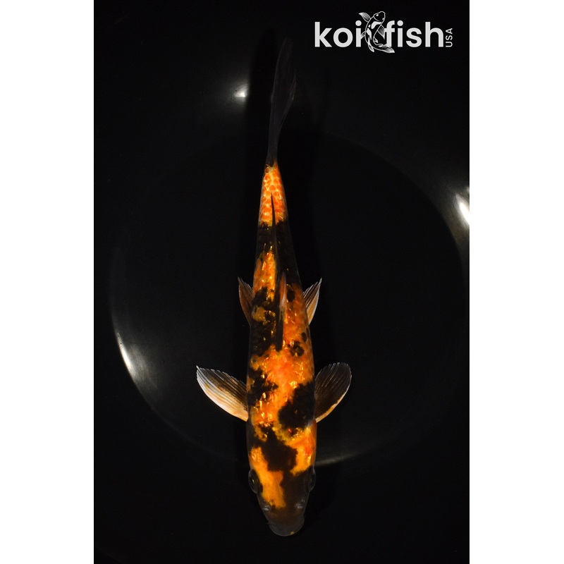 8" GINRIN KIN HI UTSURI