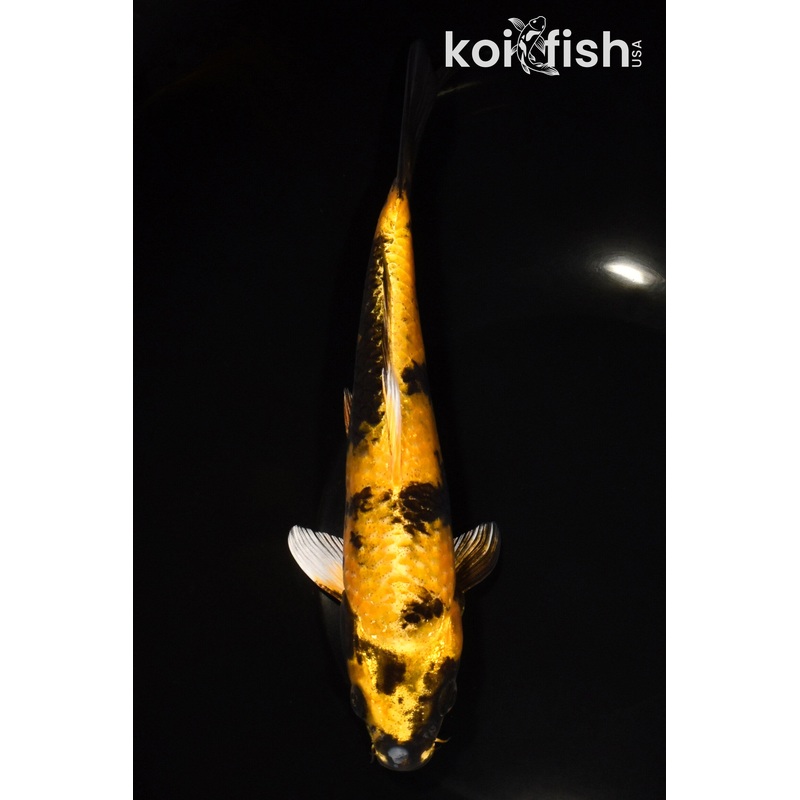 8" KIN KI UTSURI