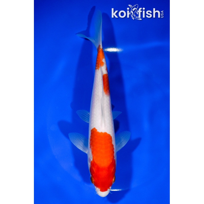 8" KOHAKU