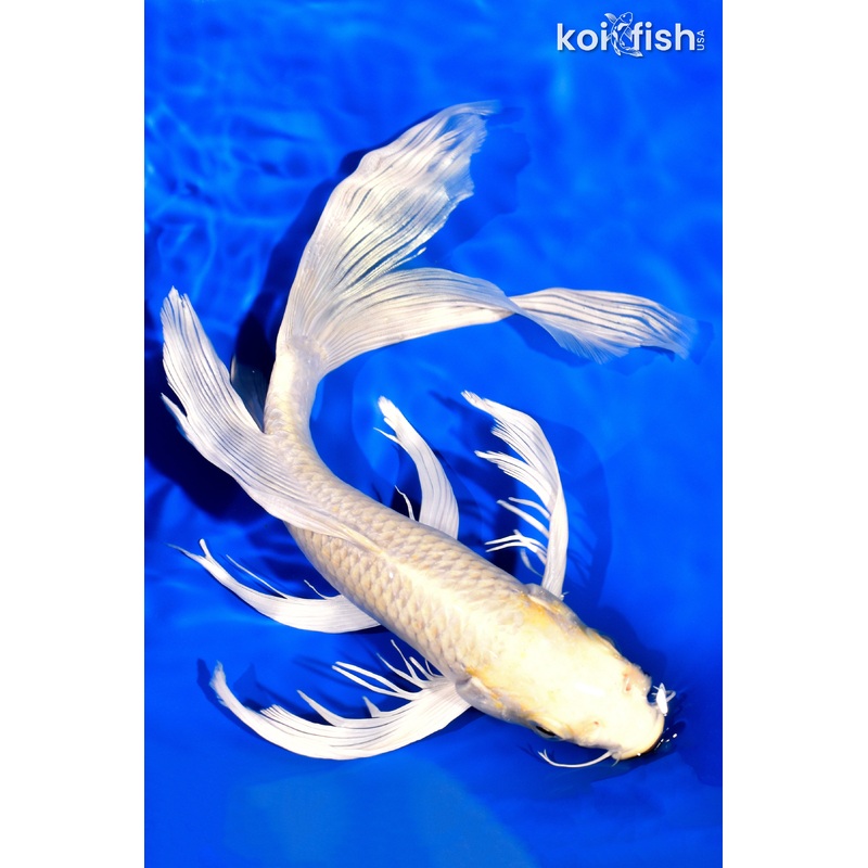 9.75" CREAMY OGON BUTTERFLY