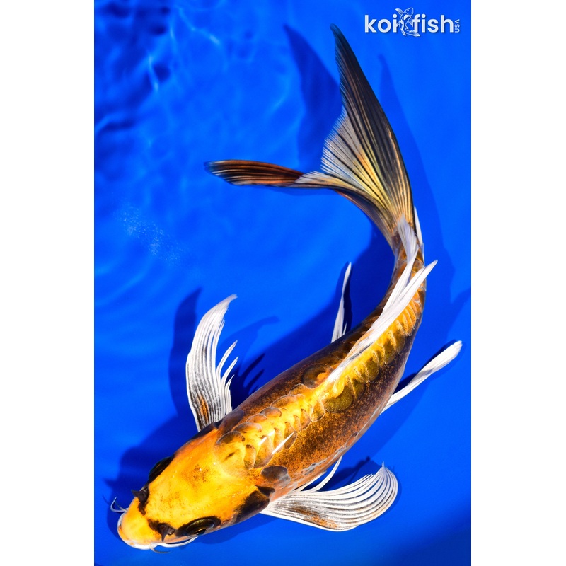 10.75" KIN KIKOKURYU BUTTERFLY