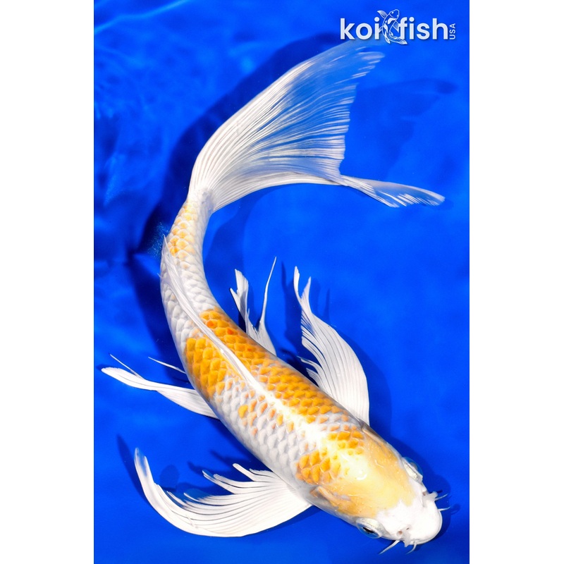 11.25" HARIWAKE BUTTERFLY