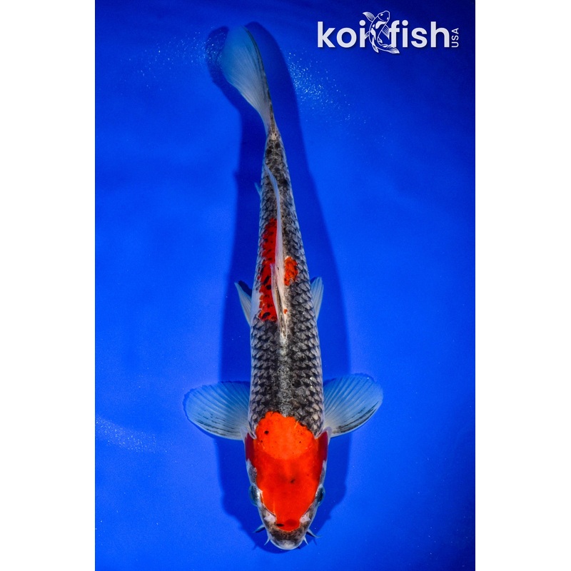 11.75" GOSHIKI