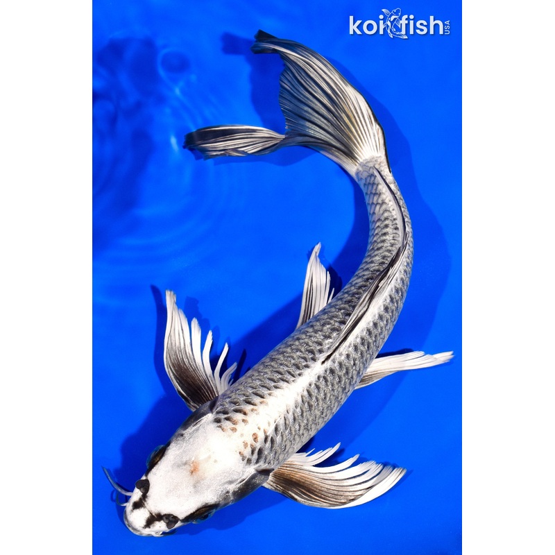 12.5" GINGA BUTTERFLY