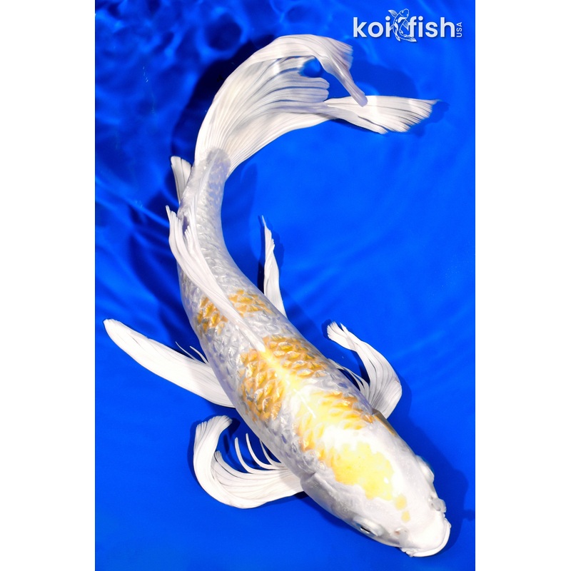 12.5" GINRIN HARIWAKE BUTTERFLY