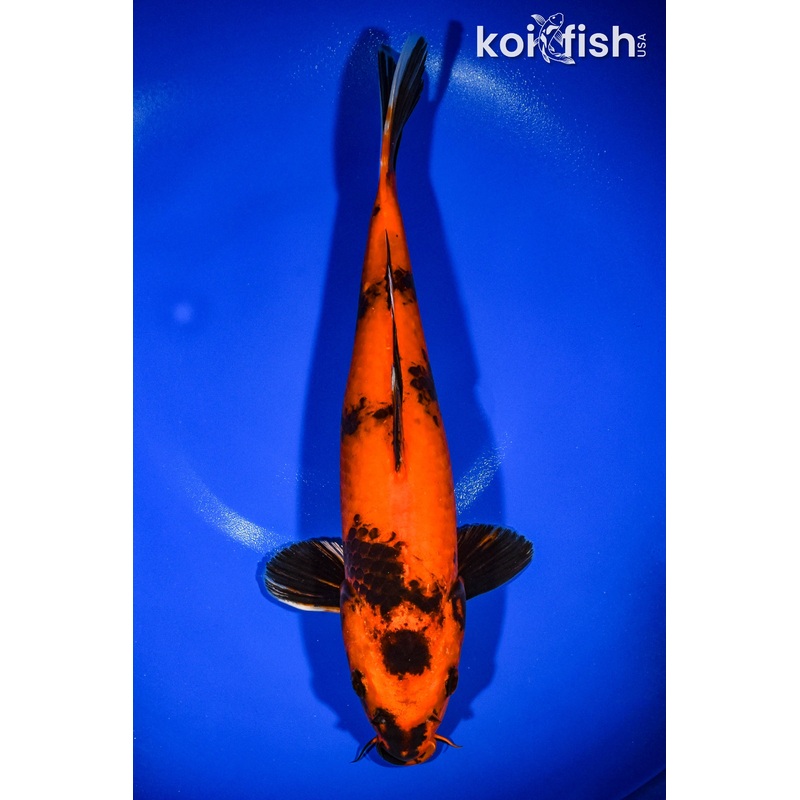 12.75" KIN HI UTSURI