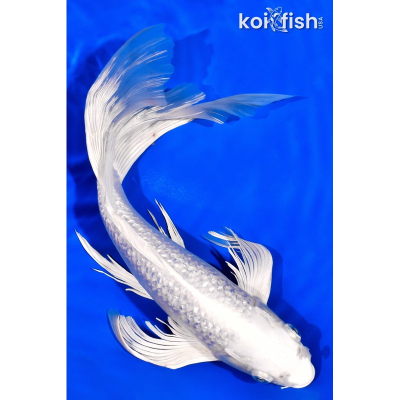 12" GINRIN PLATINUM OGON BUTTERFLY