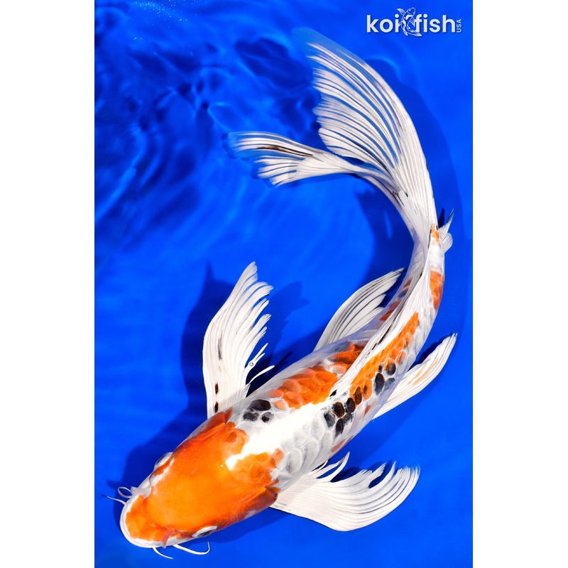 13.5" ARMOR SCALED HEISEI NISHIKI BUTTERFLY