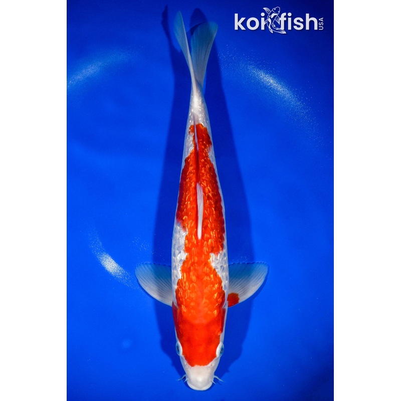 13.5" GINRIN KOHAKU