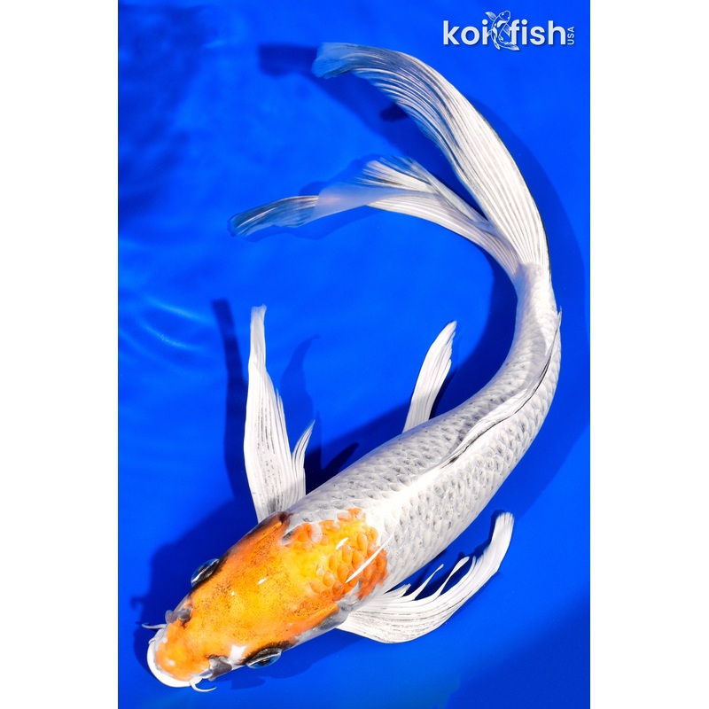 13.5" KUJAKU BUTTERFLY