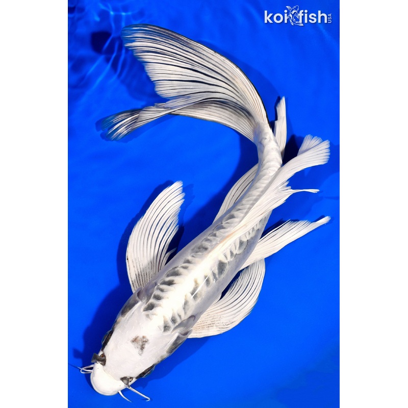 13.75" DOITSU GIN MATSUBA BUTTERFLY