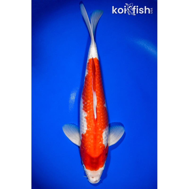 13.75" GINRIN KOHAKU