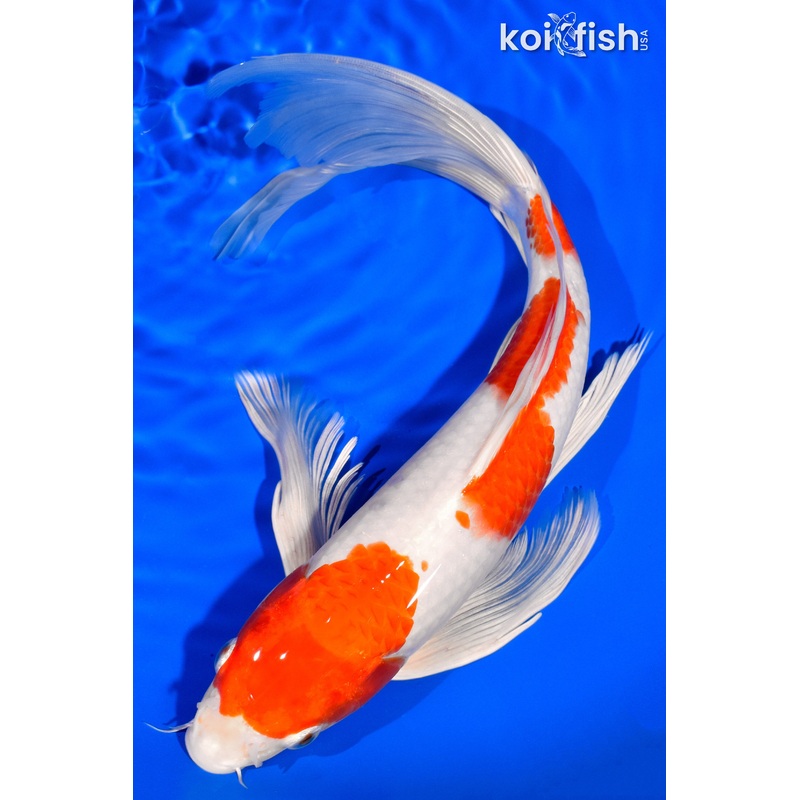 13.75" HARIWAKE BUTTERFLY