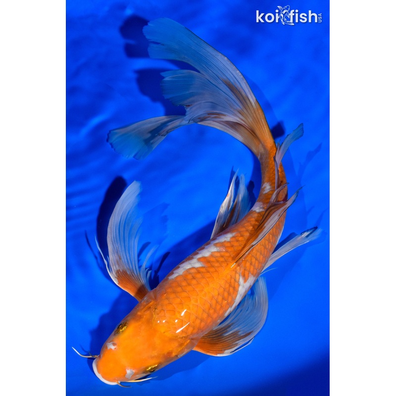 13.75" OCHIBA SHIGURE BUTTERFLY