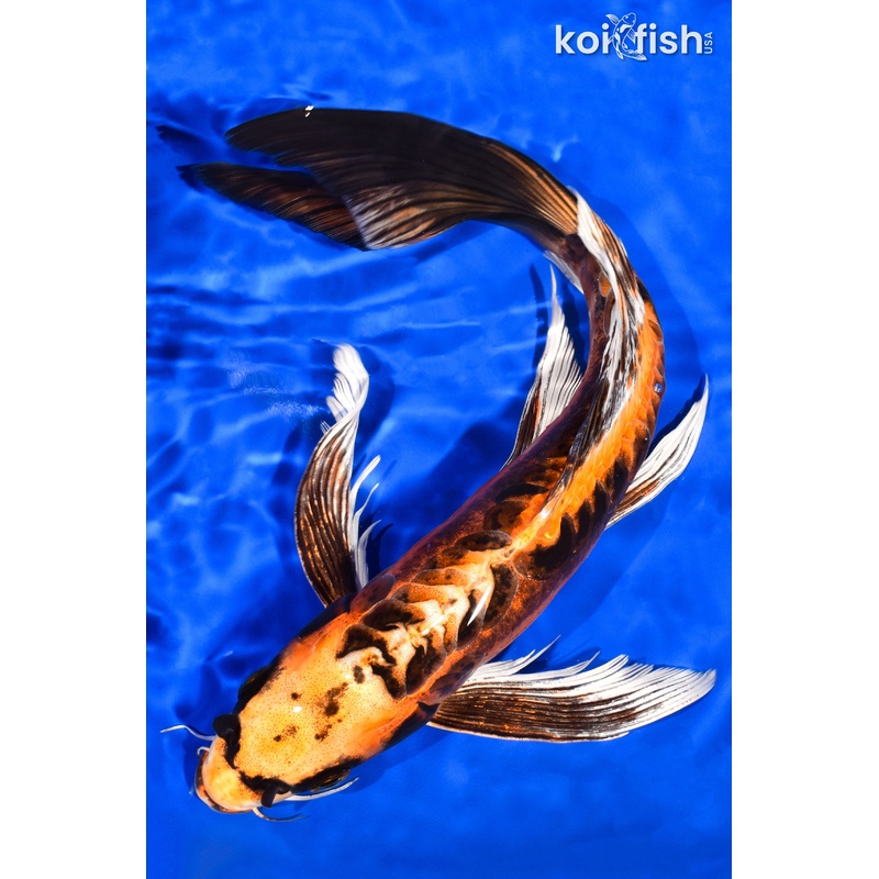 13" BENI KIKOKURYU BUTTERFLY