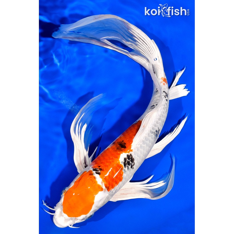 13" YAMATO NISHIKI BUTTERFLY