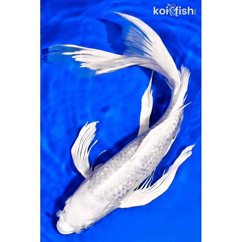 14.25" GINRIN PLATINUM OGON BUTTERFLY
