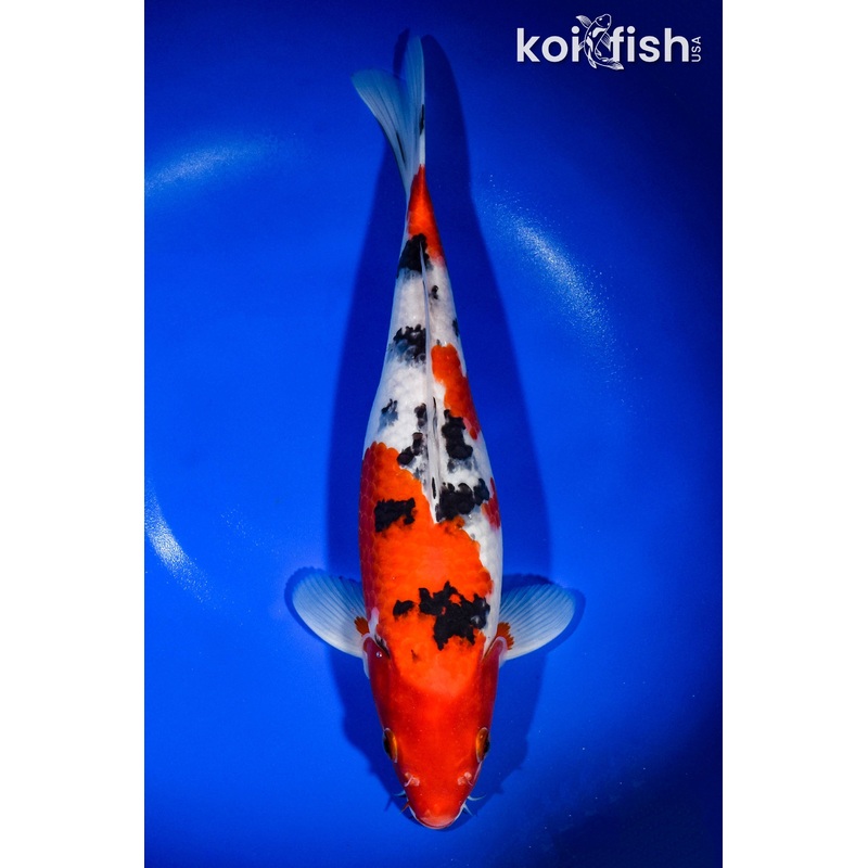 14.5" SANKE