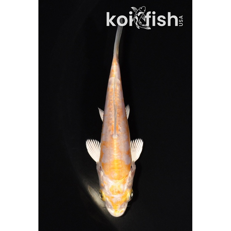 3.75" DOITSU HARIWAKE