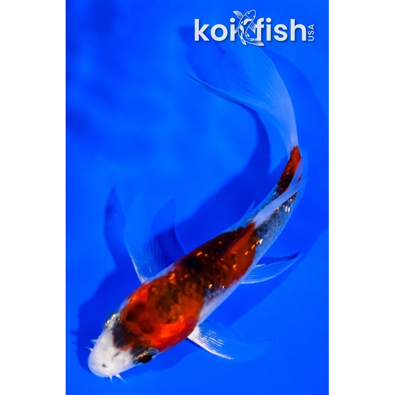 3.75" GINRIN GOSHIKI BUTTERFLY