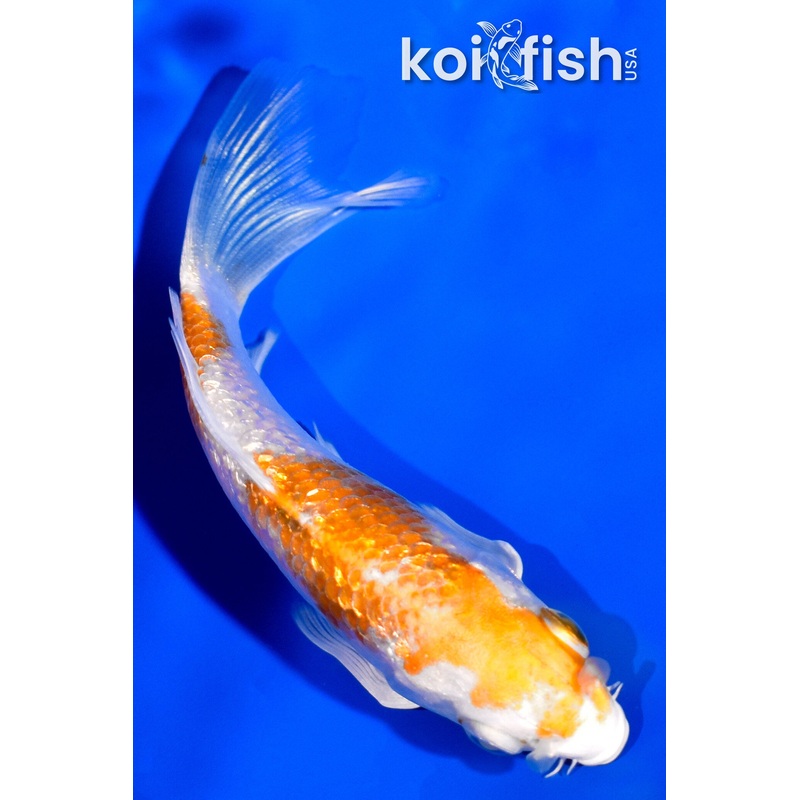 3.75" GINRIN HARIWAKE BUTTERFLY