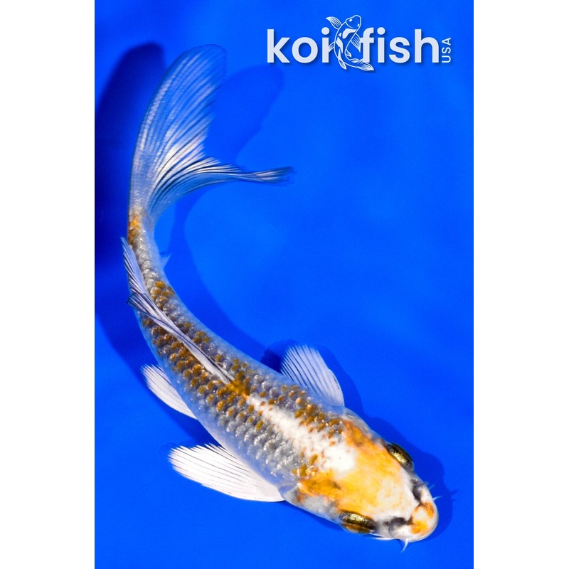 3.75" GINRIN KUJAKU BUTTERFLY