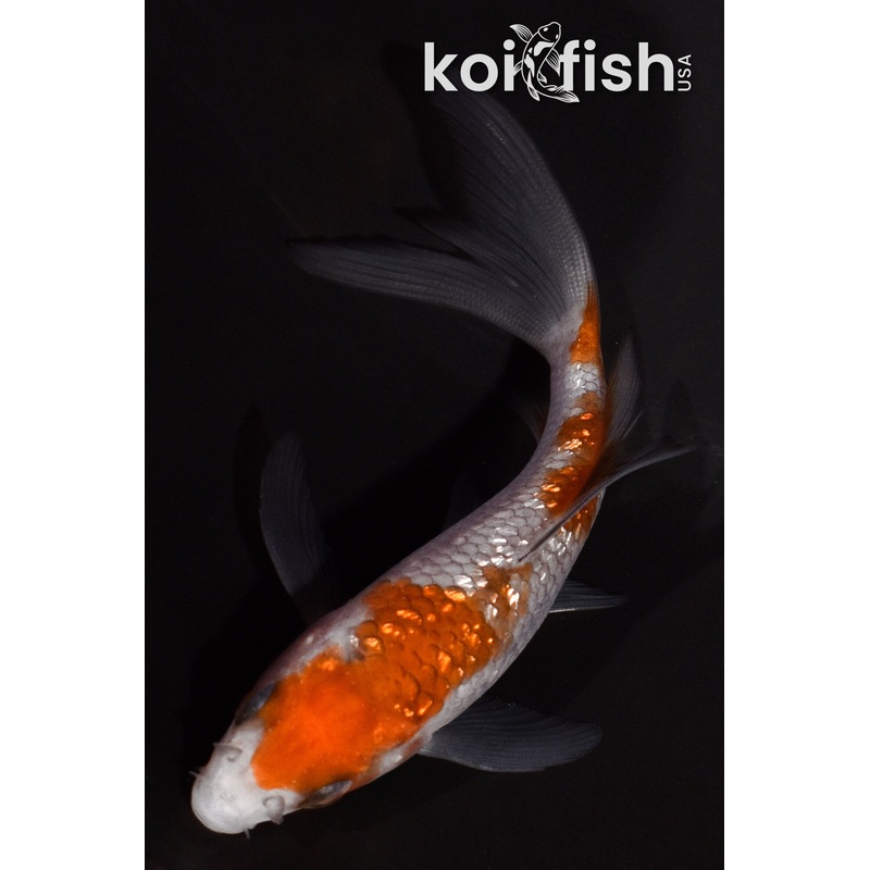3.75" GINRIN OCHIBA SHIGURE