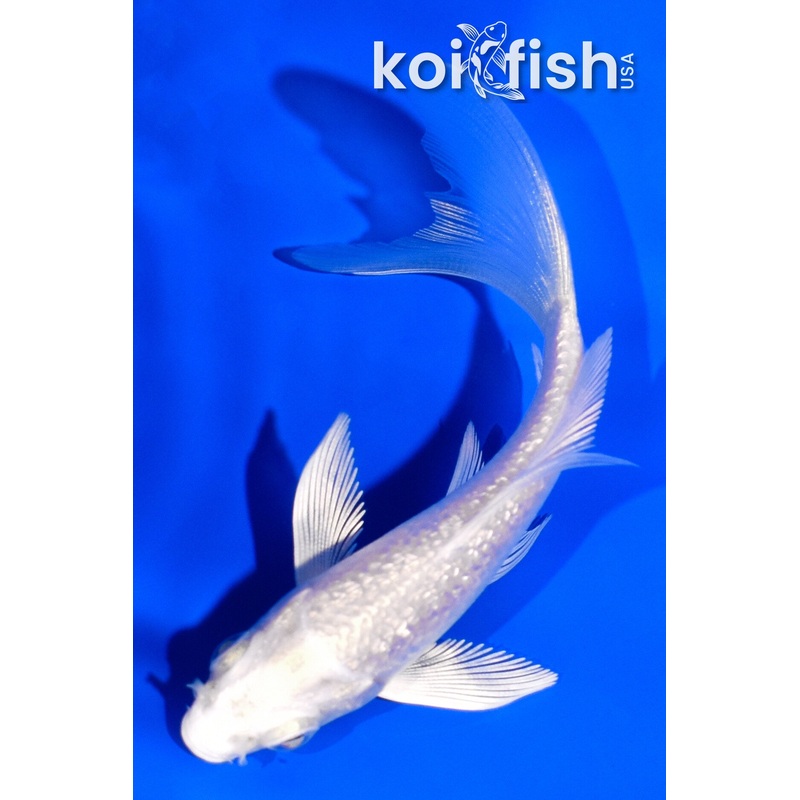 3.75" GINRIN PLATINUM OGON BUTTERFLY
